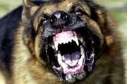 سگ هار در بوئین زهرا به یک کودک حمله کرد 